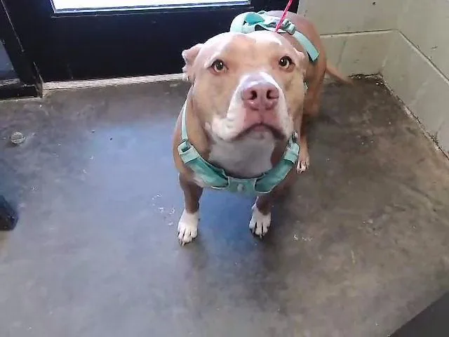 An adult large-sized female American Bulldog dog named Sugar for adoption in Tulsa, OK