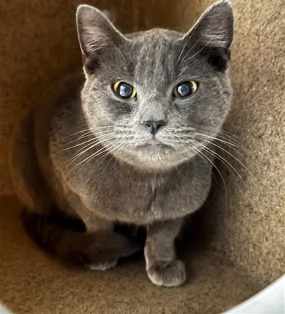 An adult medium-sized female Domestic Short Hair cat named Bootsie for adoption in Anchorage, AK