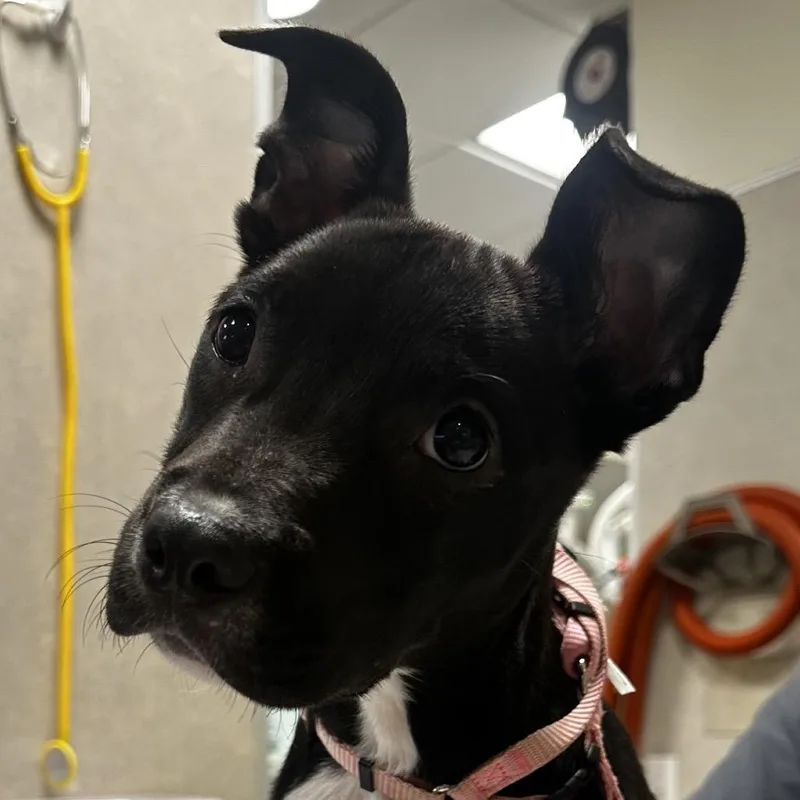 A baby small-sized female Mixed Breed dog named Nectarine for adoption in Jacksonville, FL