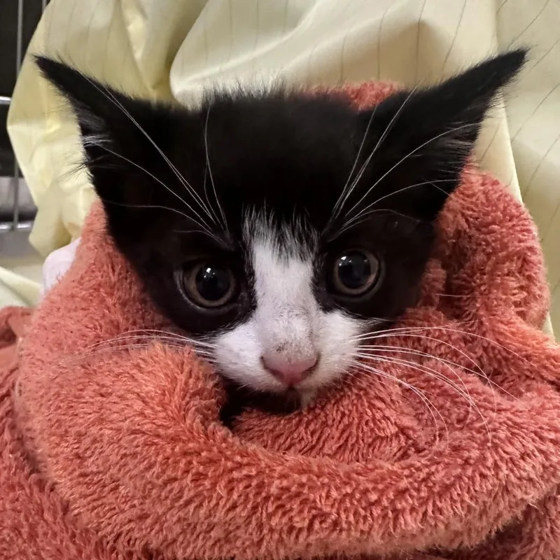 A baby small-sized male Black Domestic Short Hair cat named Triceratops for adoption in Winston-Salem, NC