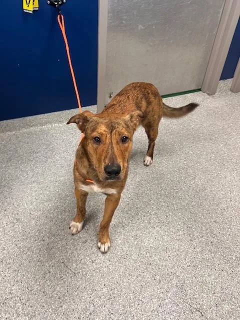 A young large-sized male Labrador Retriever dog named A for adoption in Pasadena, TX