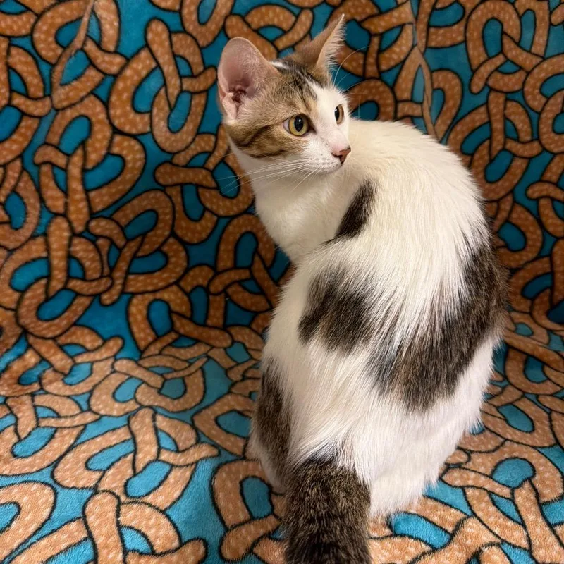 A young medium-sized female White Domestic Short Hair cat named Mama Candy for adoption in Newberg, OR