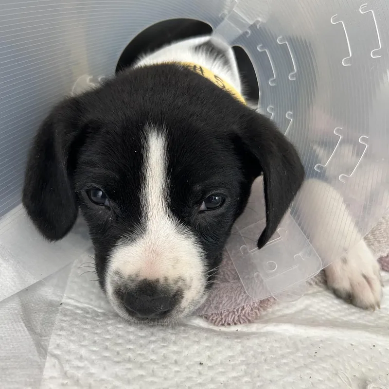 A baby medium-sized female Black Mixed Breed dog named Jade for adoption in Leander, TX