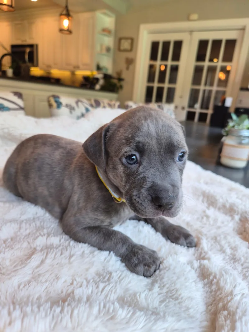 A baby large-sized male Pit Bull Terrier dog named Johnny Cash Country for adoption in Holly Springs, NC