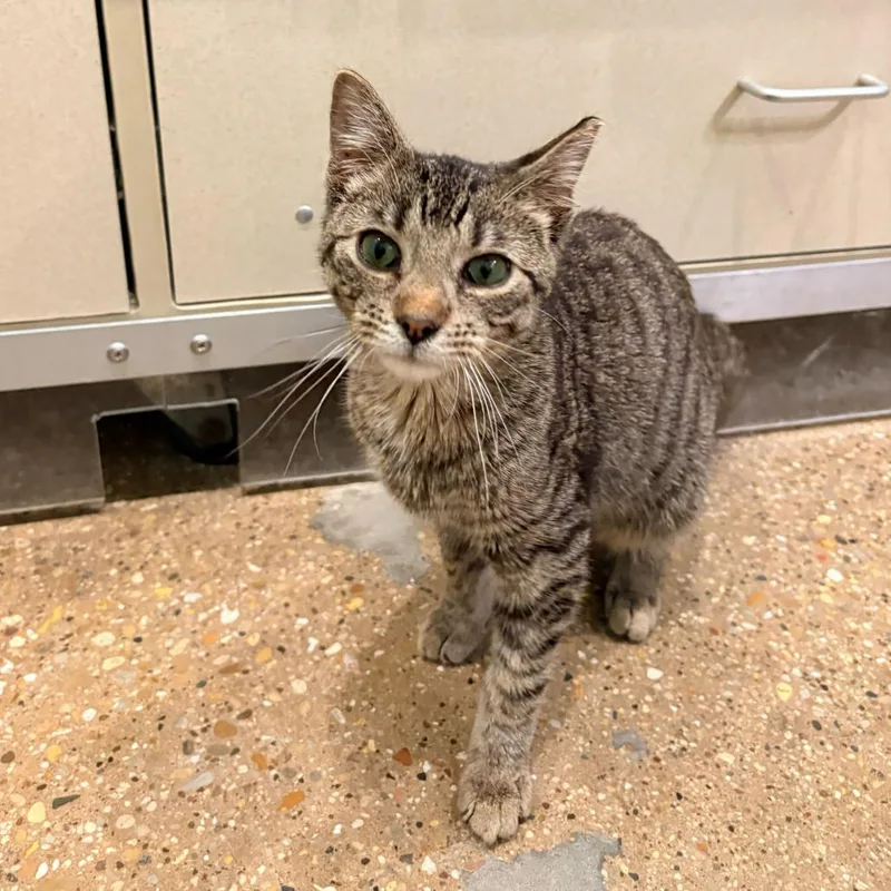 A young medium-sized male Brown / Chocolate Domestic Short Hair cat named Toby for adoption in Skokie, IL