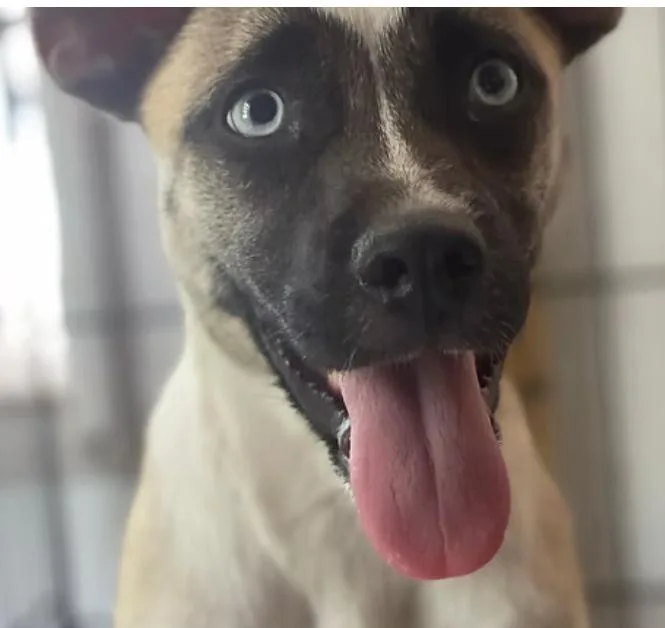 Penelope