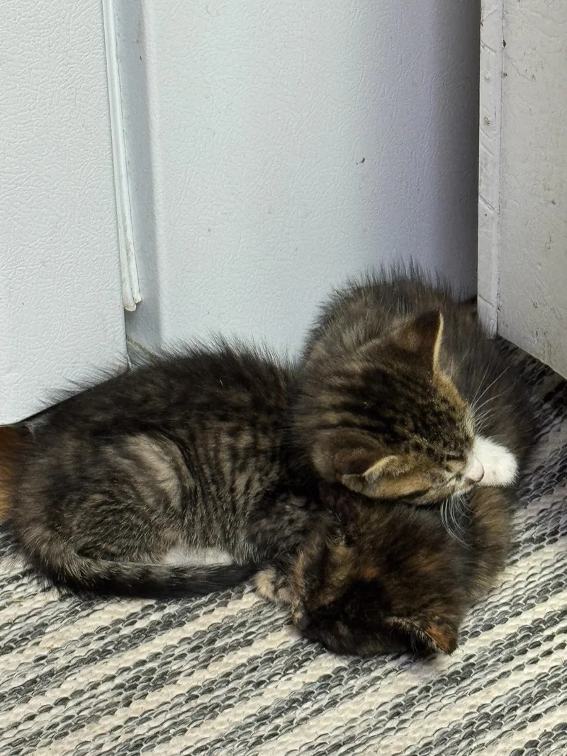 A baby small-sized male American Shorthair cat named Hal Crawford for adoption in Heyburn, ID