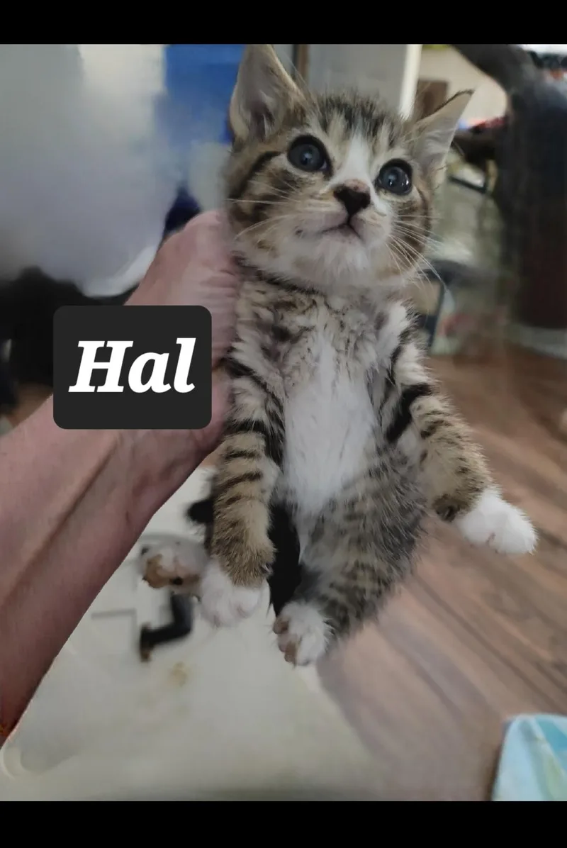 Hal Crawford thumbnail 2