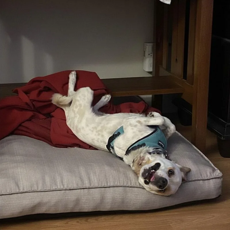 A young small-sized male Apricot / Beige Jack Russell Terrier dog named Strudel for adoption in San Francisco, CA