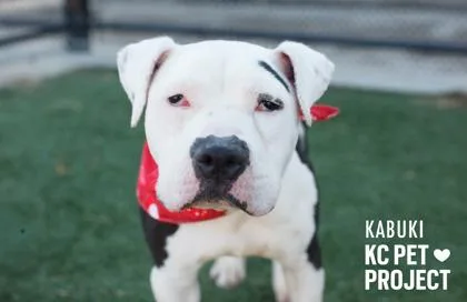An adult medium-sized male White / Cream Pit Bull Terrier dog named Kabuki for adoption in Kansas City, MO