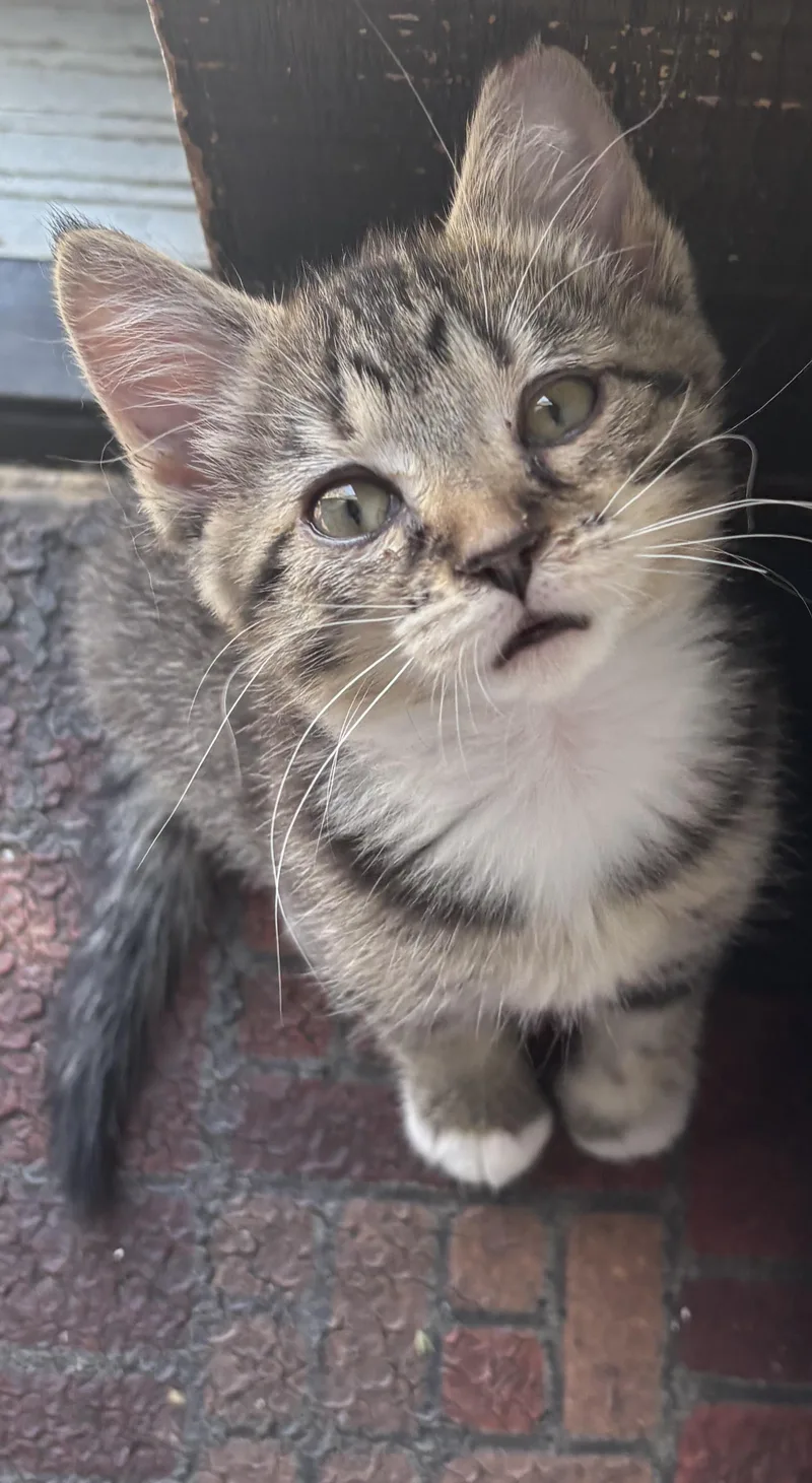 Tabitha