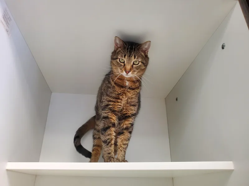 An adult medium-sized male Tabby (Brown / Chocolate) Domestic Short Hair cat named Julian for adoption in Beulah, MI