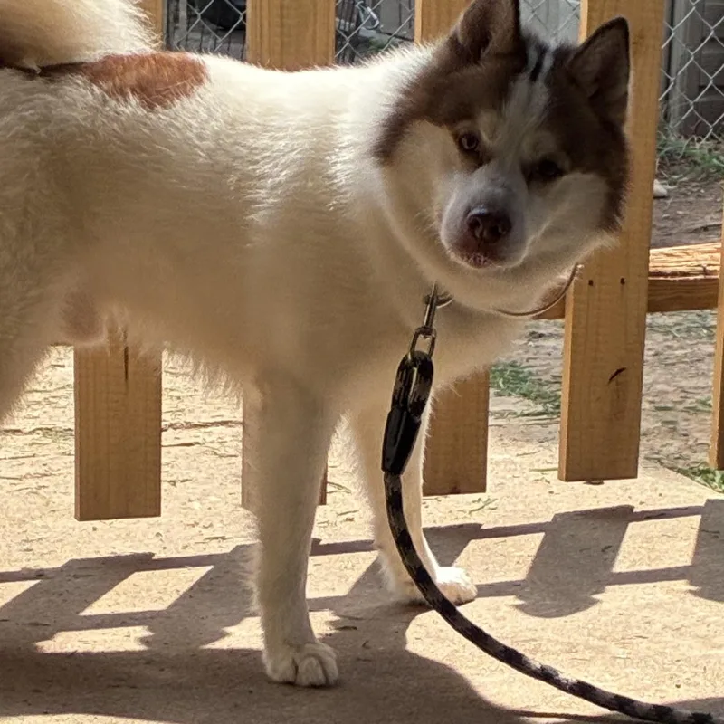 An adult medium-sized male Brown / Chocolate Pomsky dog named Milo for adoption in Lincoln University, PA