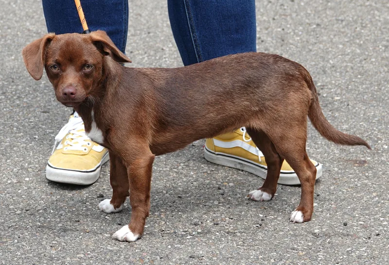 A young small-sized female Brown / Chocolate Dachshund dog named Peaches for adoption in Millfield, OH
