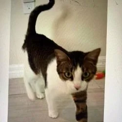 A young medium-sized female Brown / Chocolate Domestic Short Hair cat named Harper for adoption in Boston, MA