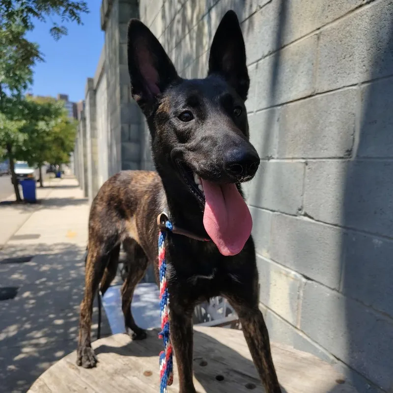 A young medium-sized female Brown / Chocolate Dutch Shepherd dog named Nina for adoption in Newark, NJ