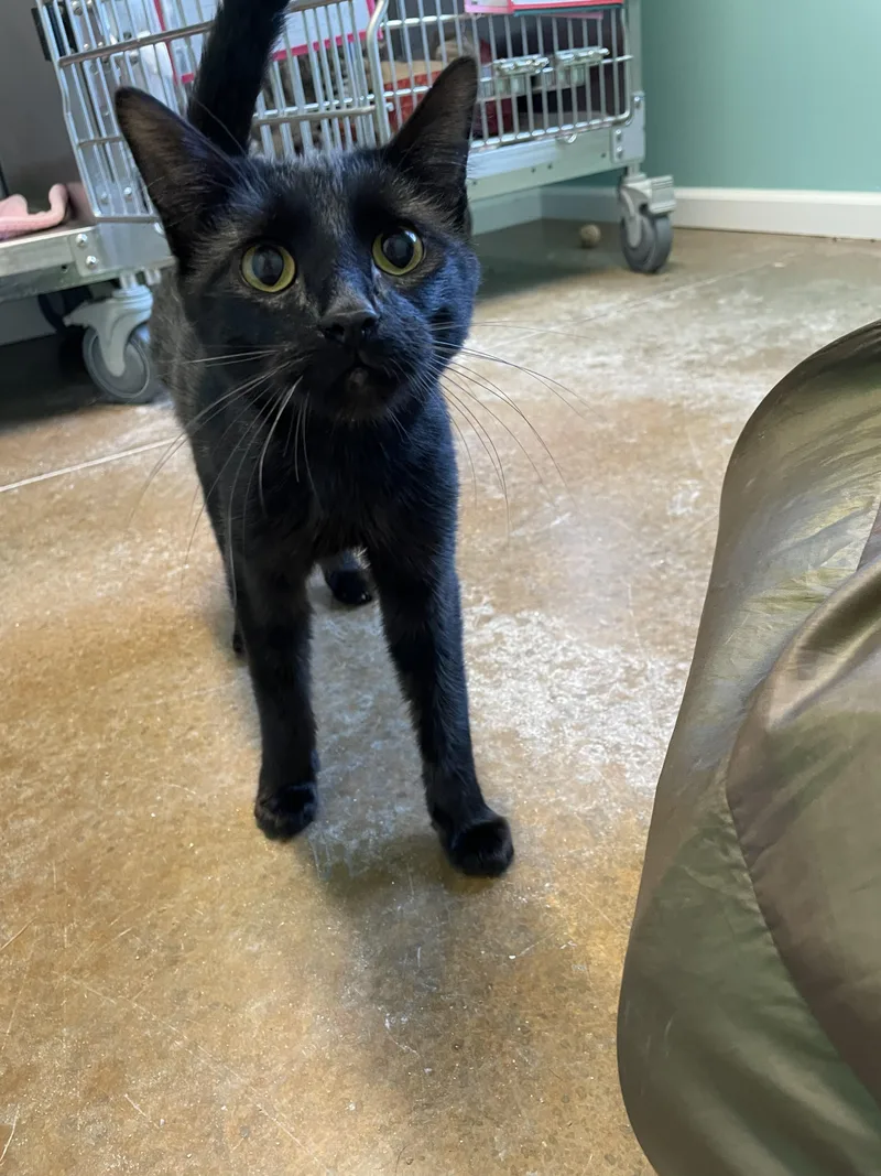 A young medium-sized male Black American Shorthair cat named Freedom for adoption in Boonville, MO