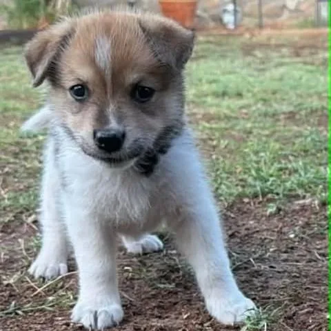Isla