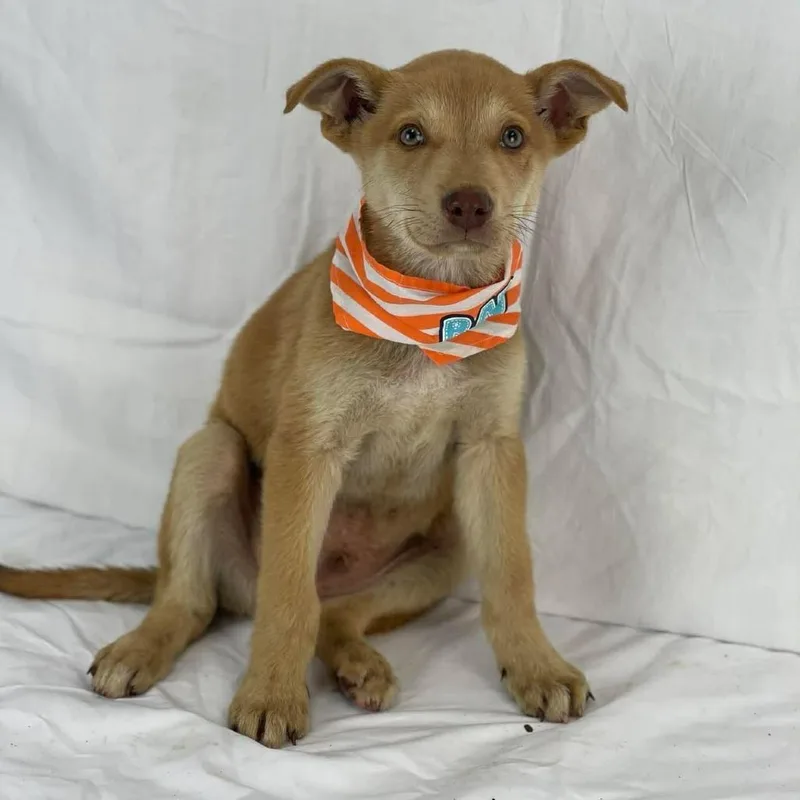 Goldfish thumbnail 2