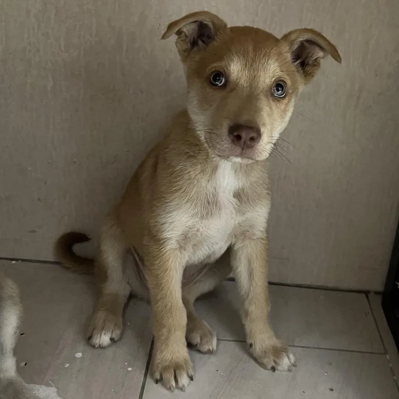 Goldfish thumbnail 3