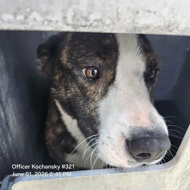An adult small-sized male Terrier dog named Shorty for adoption in San Antonio, TX