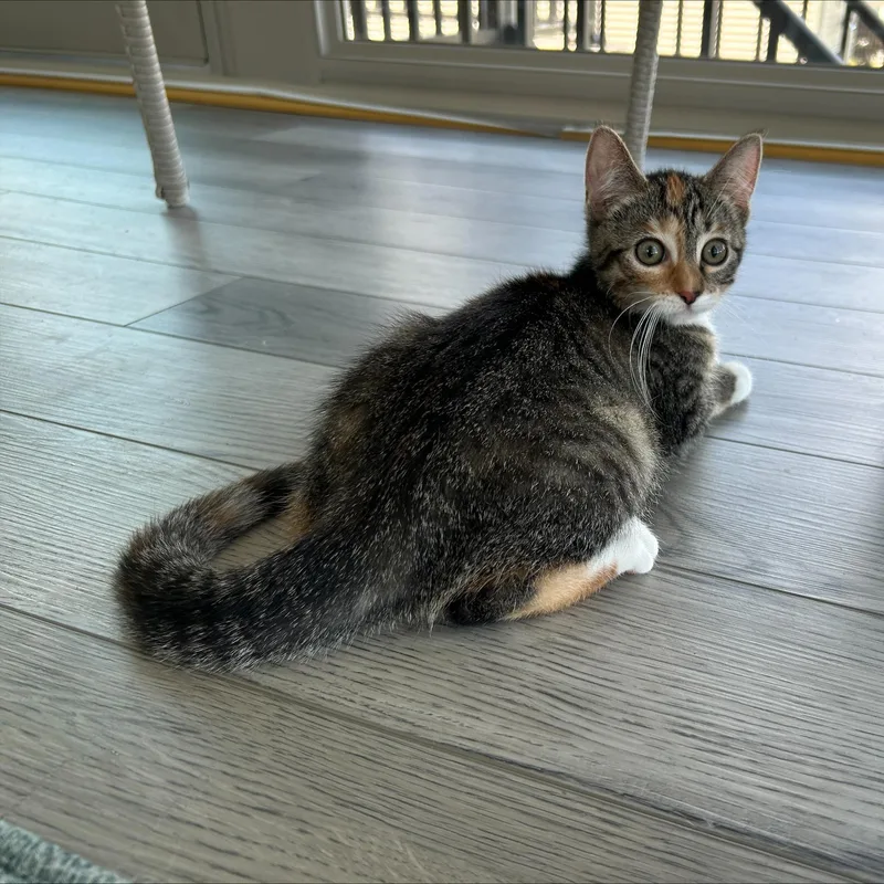 A baby small-sized female Tabby (Tiger Striped) Domestic Short Hair cat named Pearl for adoption in Hudsonville, MI
