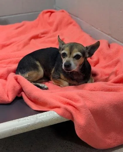 An adult small-sized female Bicolor Chihuahua dog named Princess Vespa for adoption in Sacramento, CA