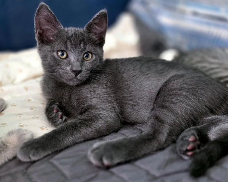 A baby small-sized male Gray / Blue / Silver Domestic Short Hair cat named Nacho Cheese for adoption in Mission Viejo, CA