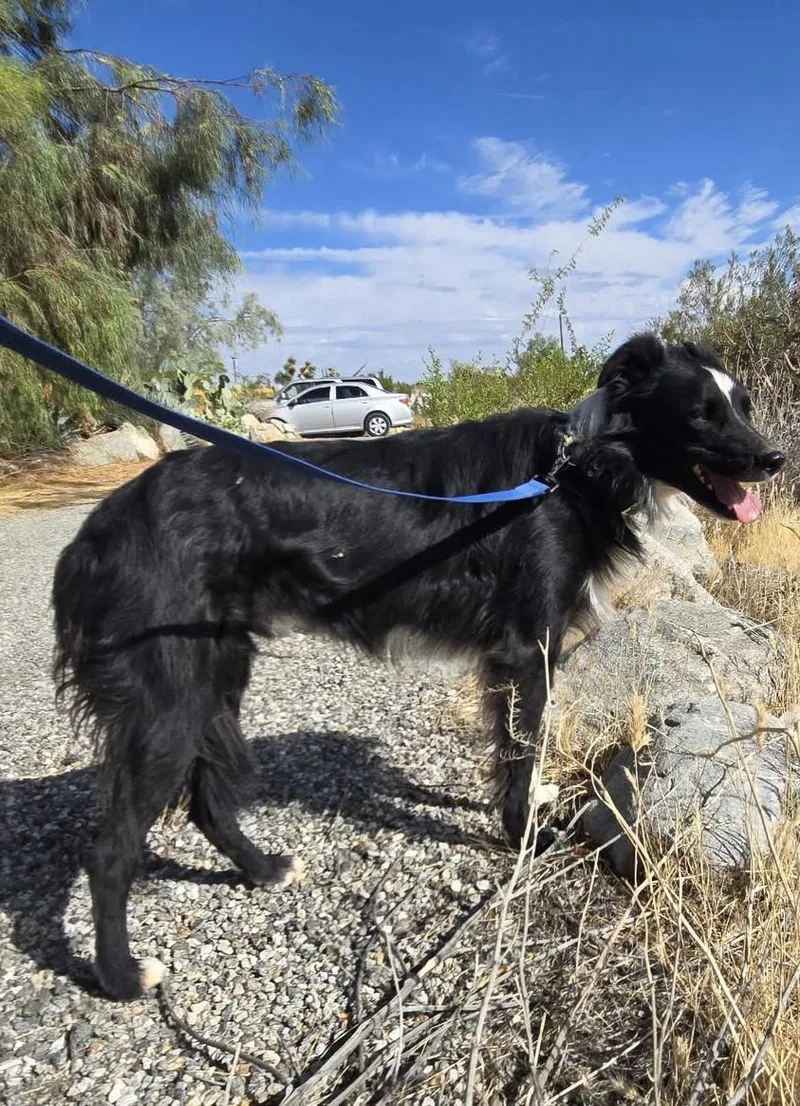 A young medium-sized male Border Collie dog named Danny for adoption in Oakland, CA