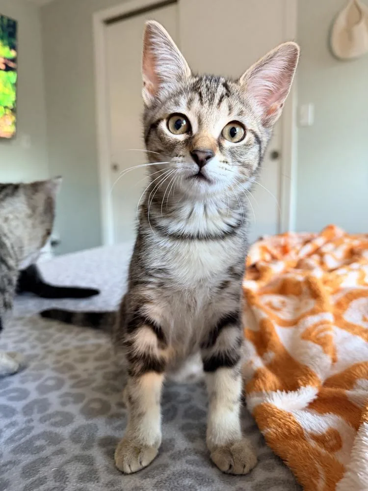 A baby small-sized female Brown / Chocolate Domestic Short Hair cat named Pluto for adoption in Hudson, NH