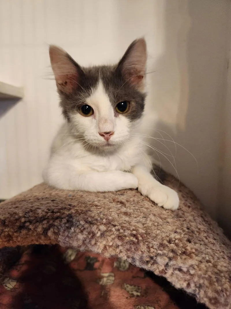 Ollie  Felv+ thumbnail 2