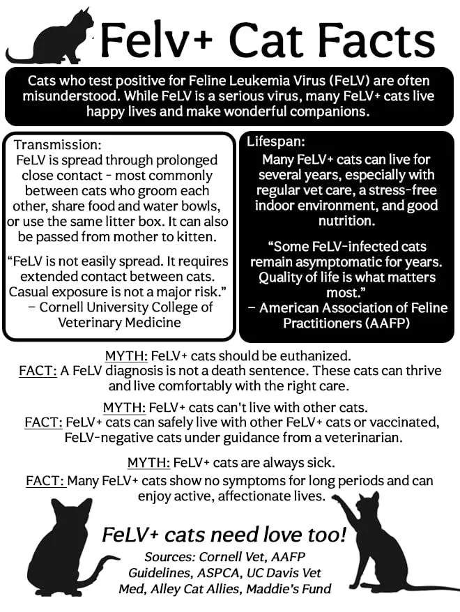 Ollie  Felv+ thumbnail 3