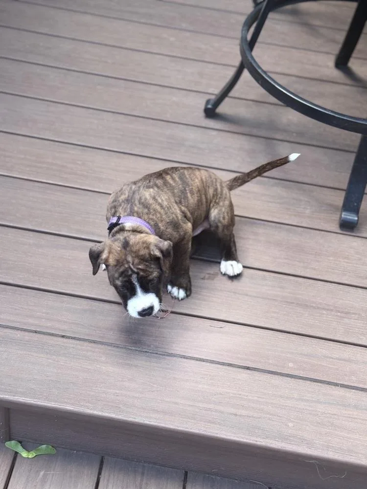 A baby medium-sized male Boxer dog named Oliver for adoption in Plymouth, MI