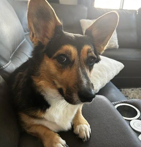 A young medium-sized female Bicolor Corgi dog named Kodi for adoption in Henderson, NV