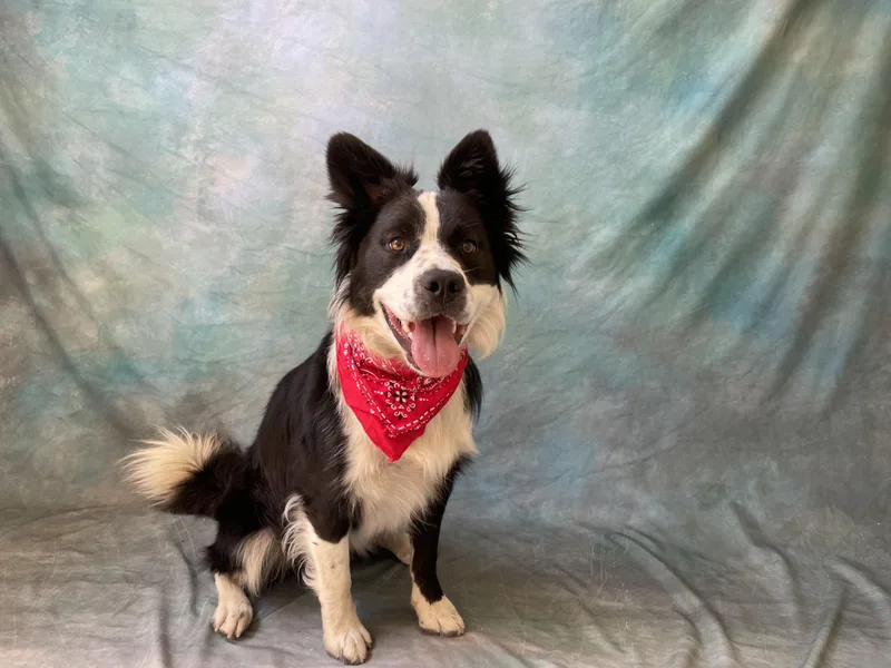An adult medium-sized male Border Collie dog named Max for adoption in Salinas, CA
