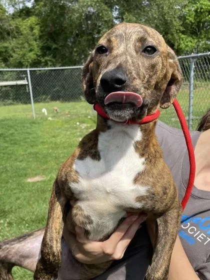 A young large-sized male Brindle Mixed Breed dog named Elmo for adoption in Covington, LA