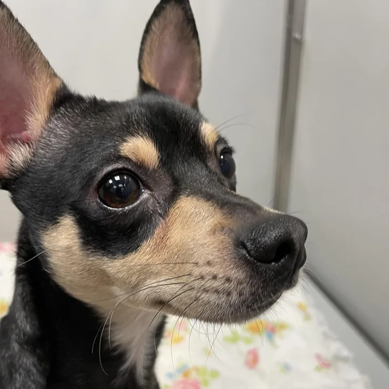 Diego