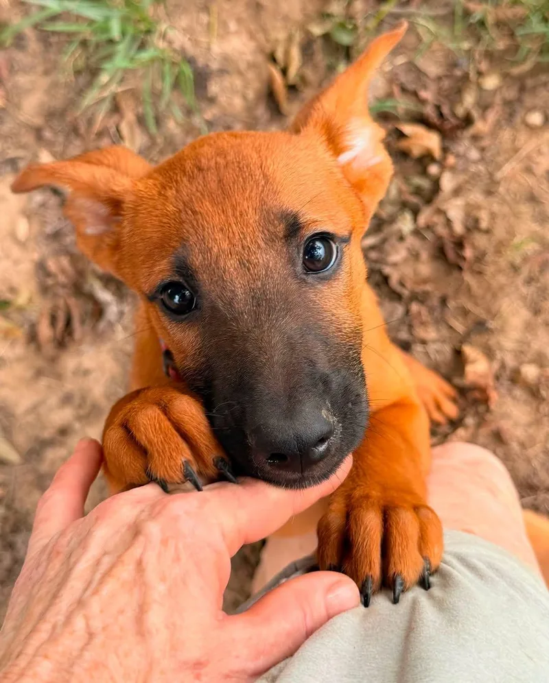 A baby medium-sized female Yellow / Tan / Blond / Fawn Labrador Retriever dog named Hazel for adoption in Calera, AL