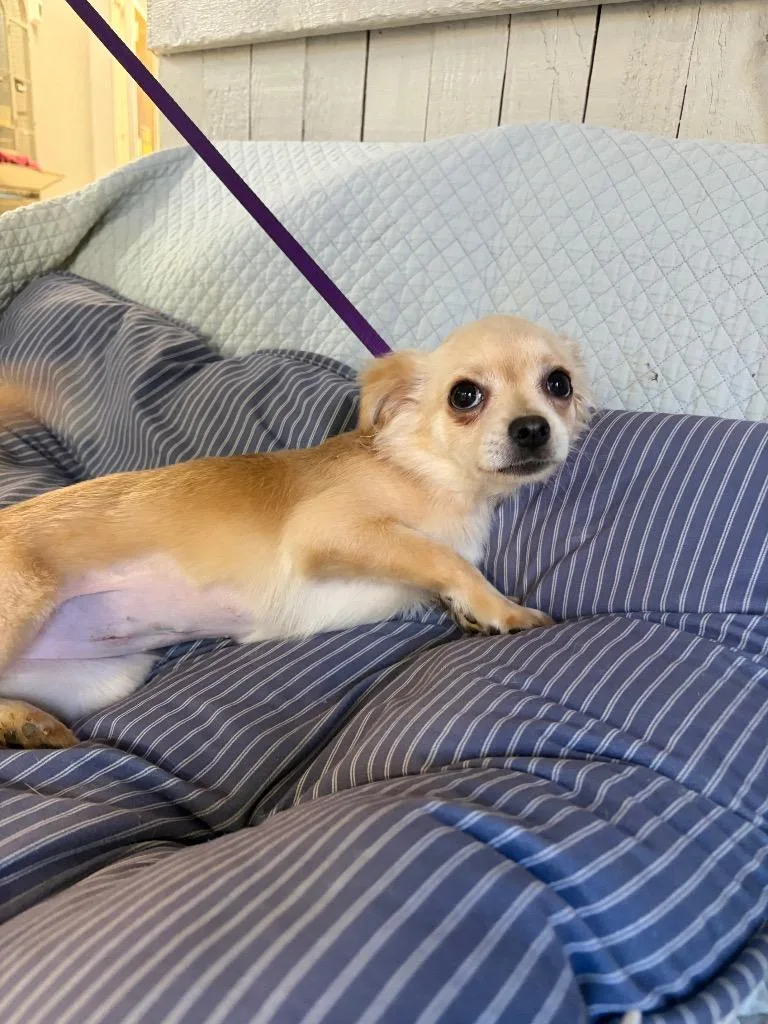 A baby small-sized female Chihuahua dog named Peppie for adoption in Fort Worth, TX