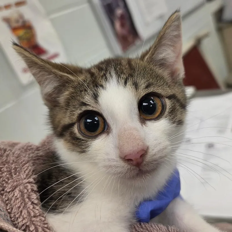 A baby small-sized female Brown / Chocolate Domestic Short Hair cat named Merry for adoption in Chattanooga, TN
