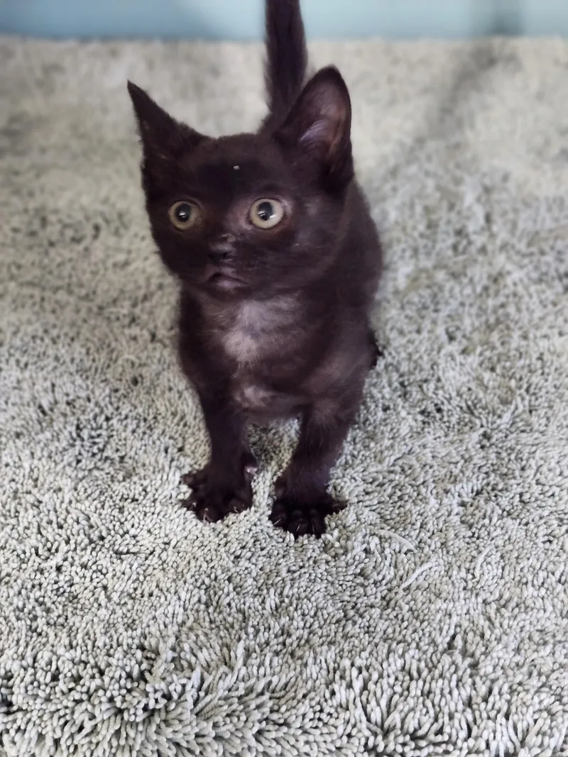 A baby medium-sized male Black Domestic Short Hair cat named Shamrock for adoption in Cosby, TN