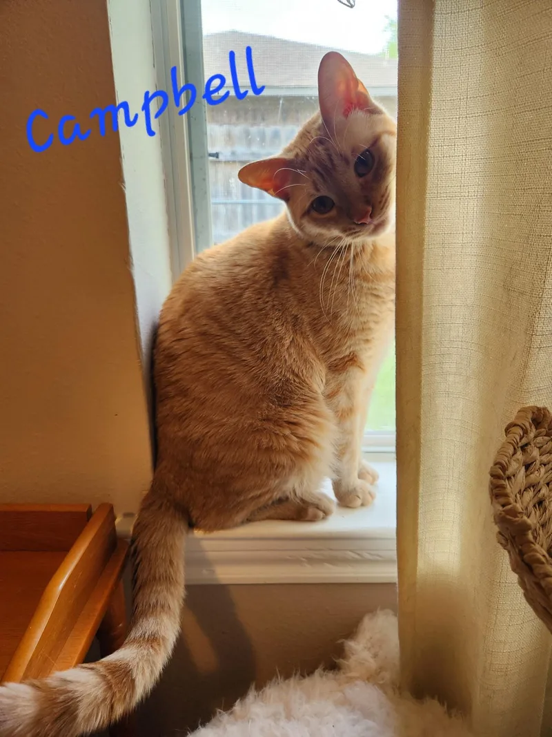 An adult medium-sized male Orange & White Domestic Short Hair cat named Campbell for adoption in Mount Pleasant, TX