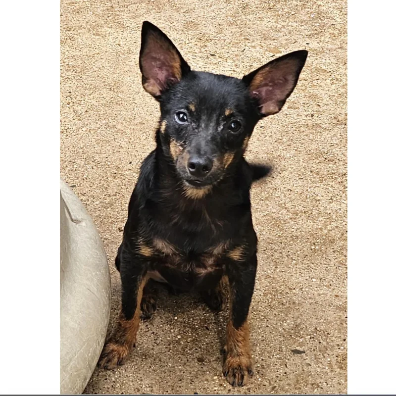 A baby small-sized male Chihuahua dog named Banjo for adoption in Uxbridge, MA