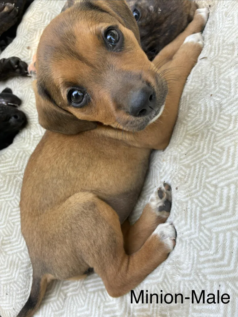 A baby medium-sized male Hound dog named Minion for adoption in Manchester, CT