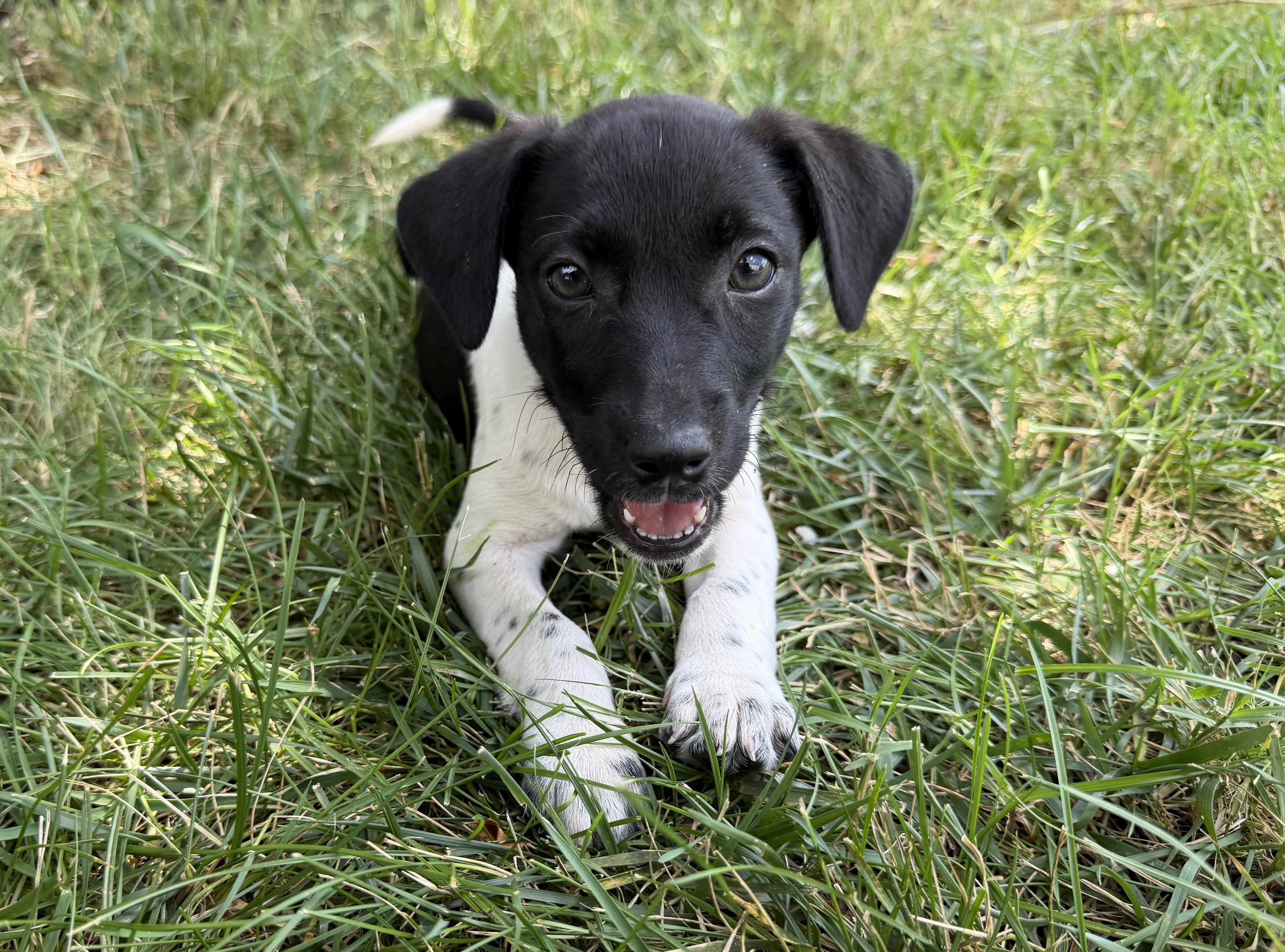 A baby medium-sized female Black Hound dog named Nine for adoption in Richmond, VA