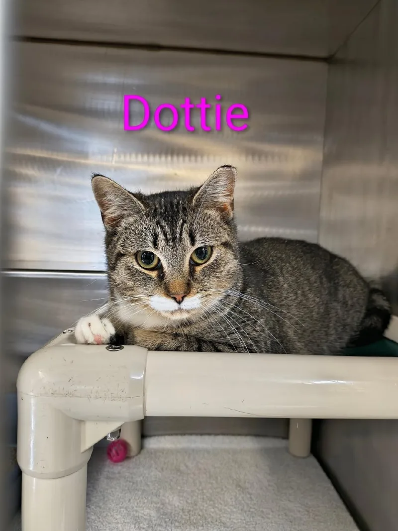 A baby medium-sized female Tabby (Gray / Blue / Silver) Domestic Short Hair cat named Dottie for adoption in Saint Marys, PA