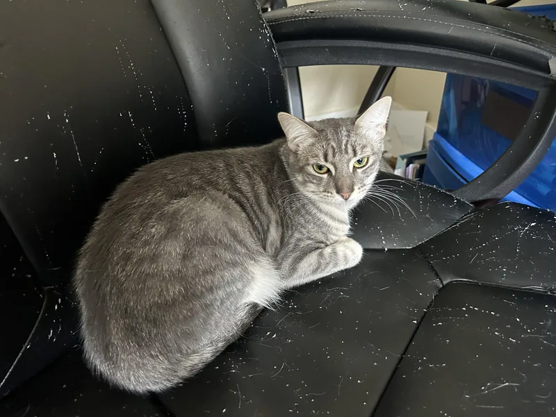A baby medium-sized female Tabby (Gray / Blue / Silver) Domestic Short Hair cat named Sasha for adoption in Springfield, OR