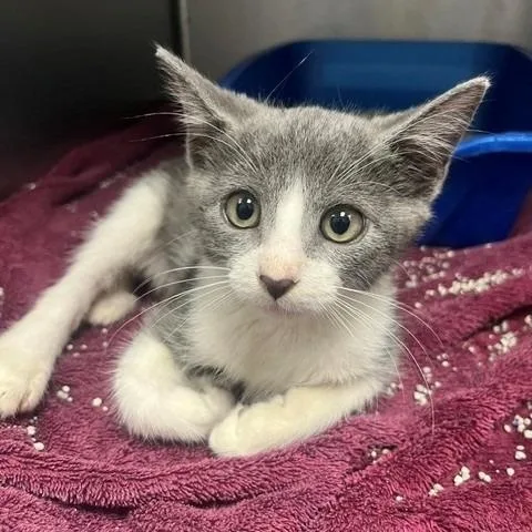 A young small-sized male Gray & White Domestic Short Hair cat named Croissant for adoption in Tyler, TX