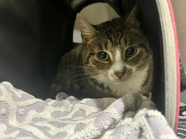 Loaf thumbnail 2
