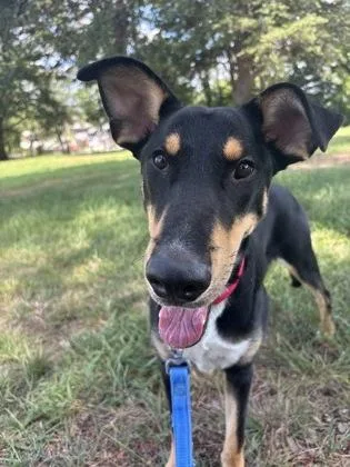 A young large-sized male Shepherd dog named Baxter for adoption in Washington, DC